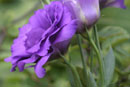 View Gallery