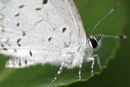 Image 1-1